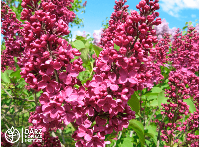 Syringa vulgaris   'Andenken an Ludwig Späth'